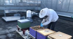 Apiculteur en train de manipuler les ruches au Centre Prouvé